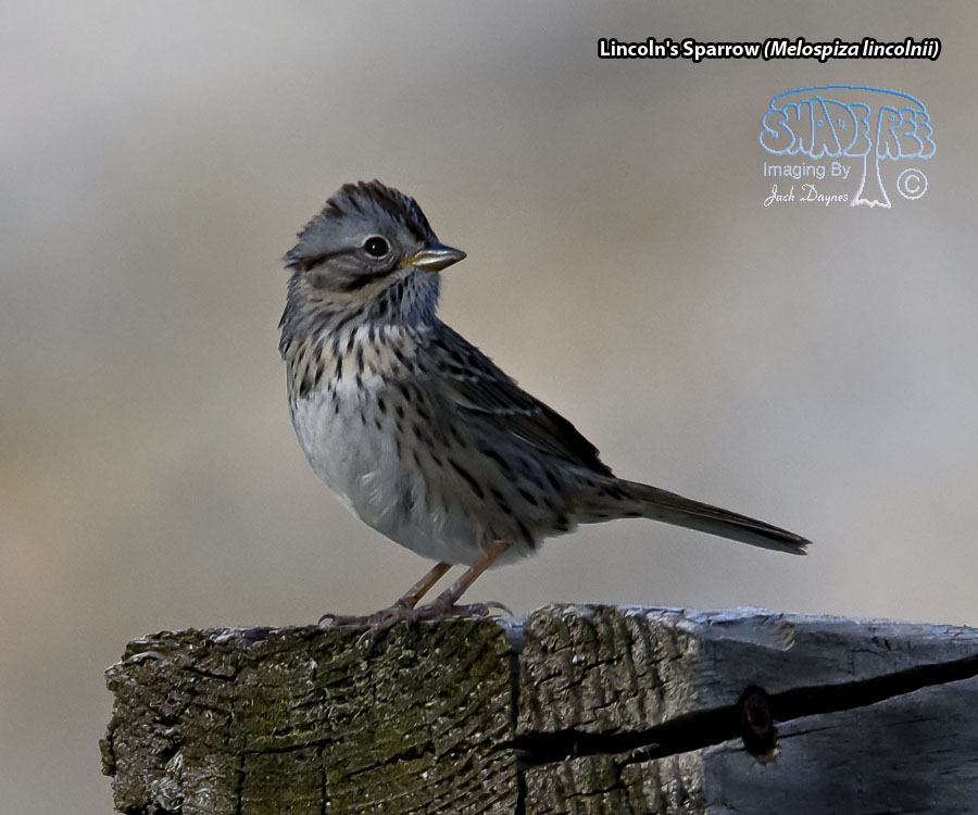 Lincoln's Sparrow - Melospiza lincolnii