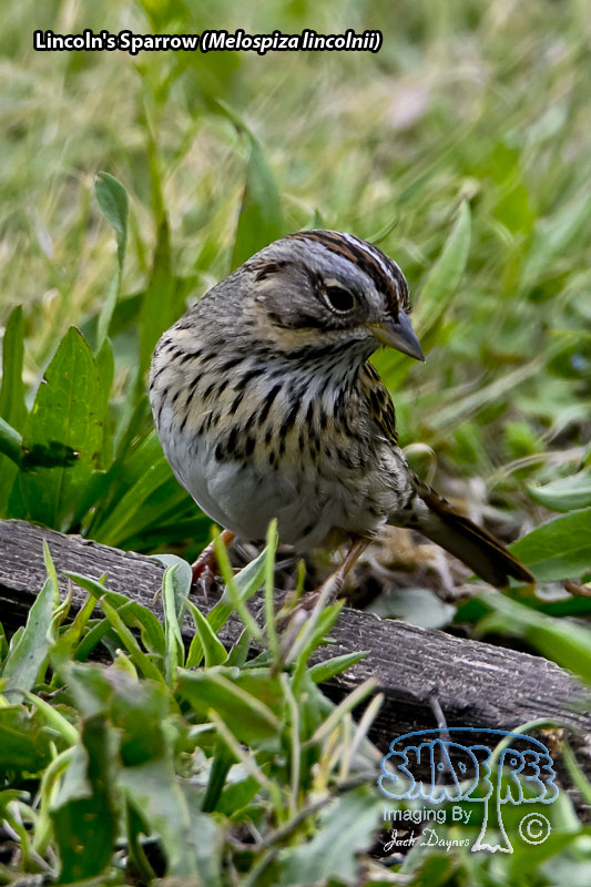 Lincoln's Sparrow - Melospiza lincolnii