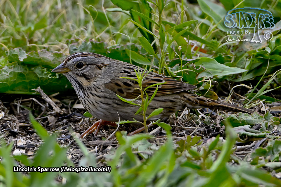 Lincoln's Sparrow - Melospiza lincolnii