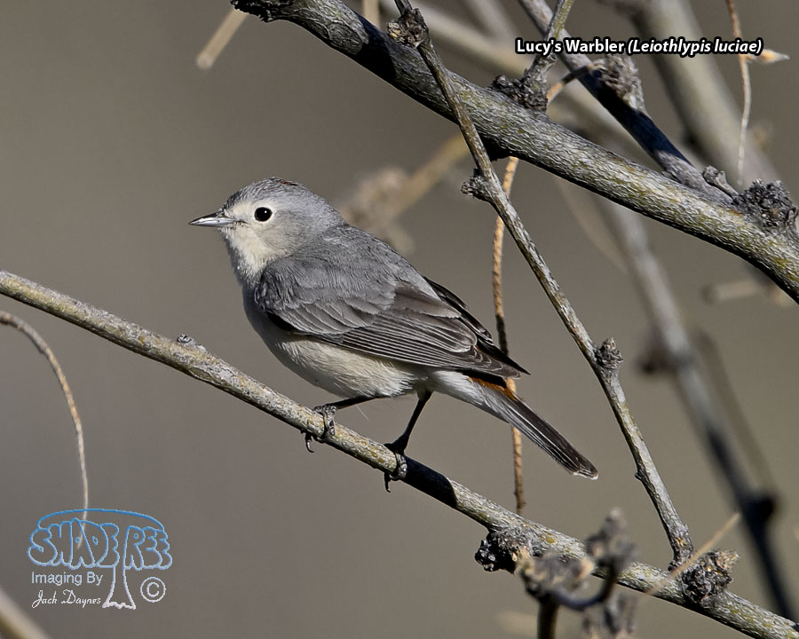 Lucy's Warbler - Leiothlypis luciae