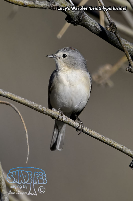 Lucy's Warbler - Leiothlypis luciae