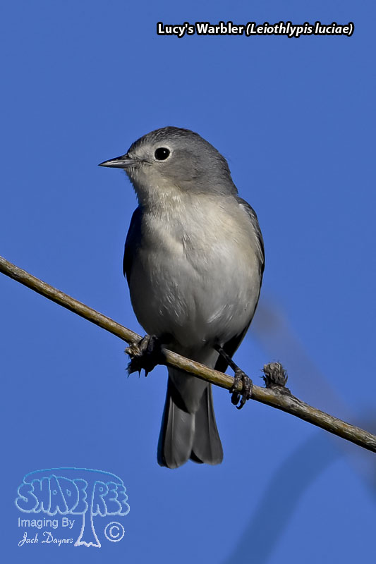 Lucy's Warbler - Leiothlypis luciae