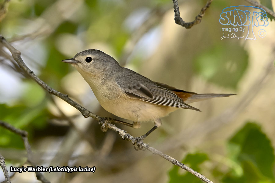 Lucy's Warbler - Leiothlypis luciae