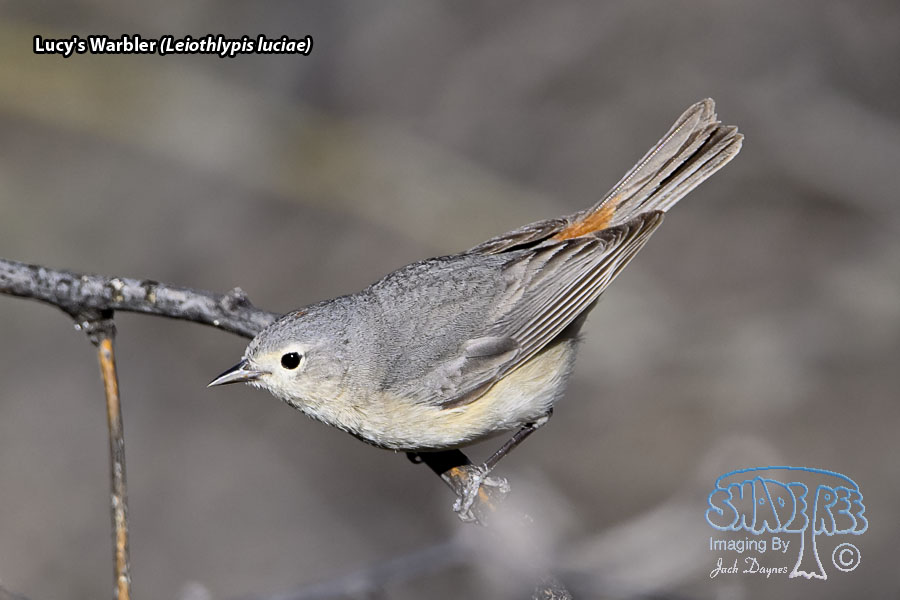 Lucy's Warbler - Leiothlypis luciae