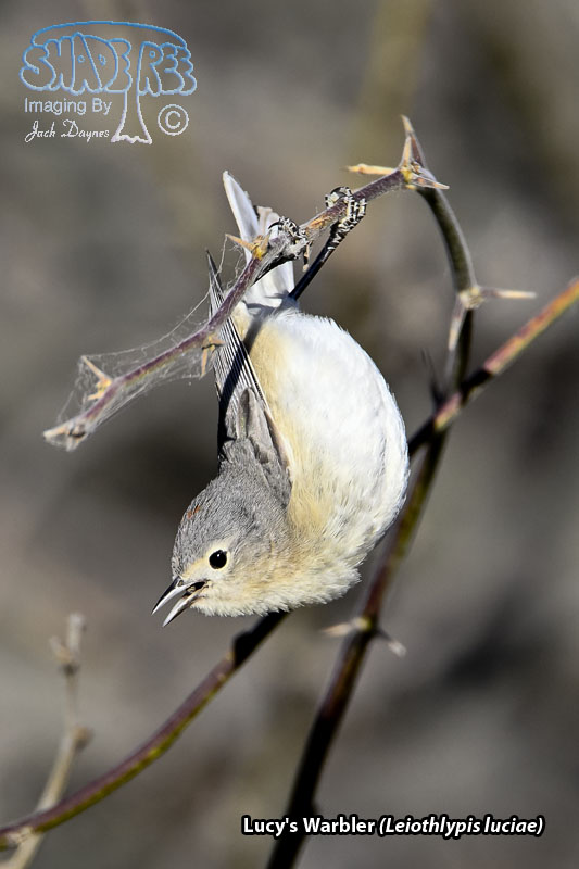 Lucy's Warbler - Leiothlypis luciae