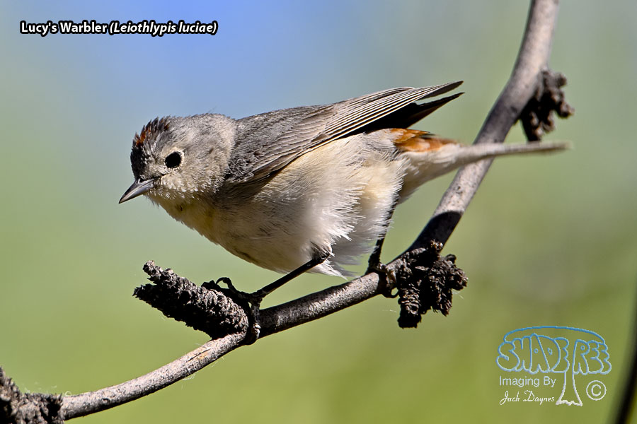 Lucy's Warbler - Leiothlypis luciae