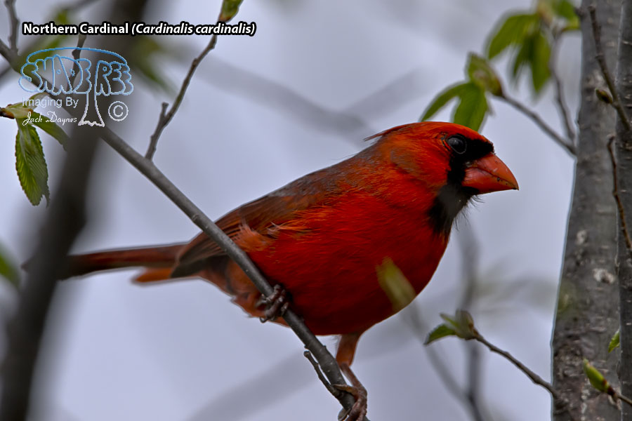 Northern Cardinal - Cardinalis cardinalis