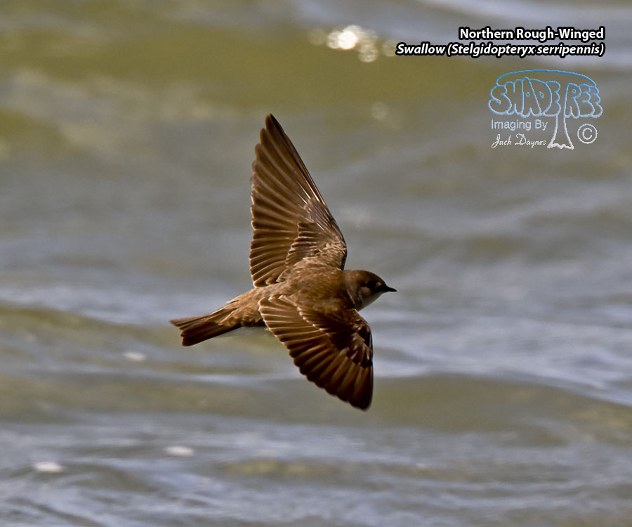 Northern Rough-Winged Swallow - Stelgidopteryx serripennis