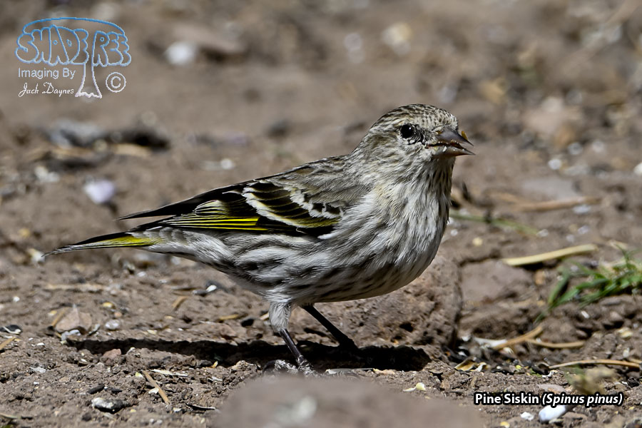 Pine Siskin - Spinus pinus