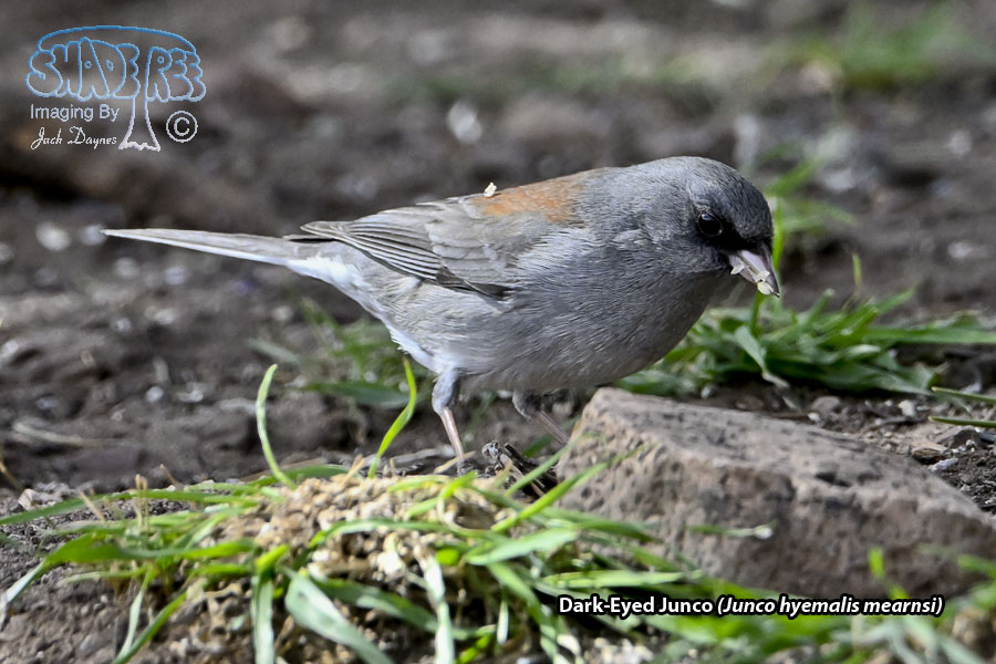 Dark-Eyed Junco - Junco hyemalis mearnsi