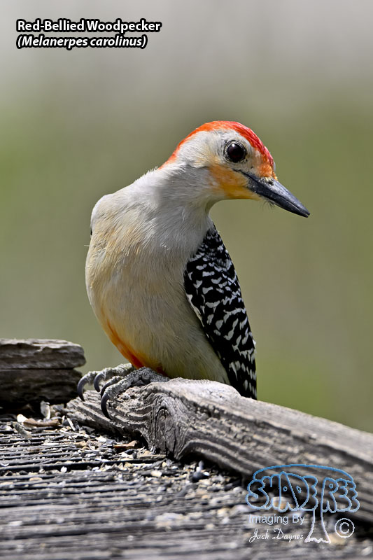 Red-Bellied Woodpecker - Melanerpes carolinus