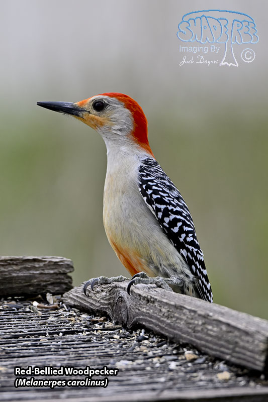 Red-Bellied Woodpecker - Melanerpes carolinus