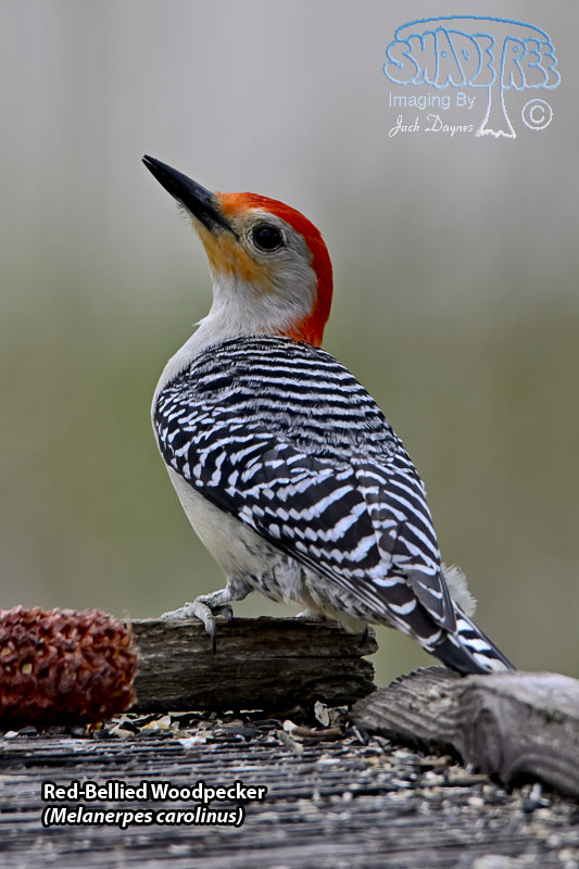 Red-Bellied Woodpecker - Melanerpes carolinus
