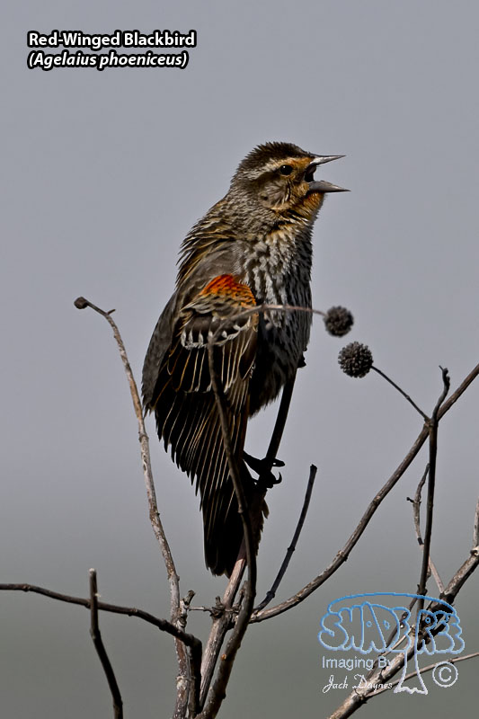 Red-Winged Blackbird - Agelaius phoeniceus