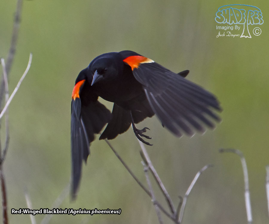 Red-Winged Blackbird - Agelaius phoeniceus
