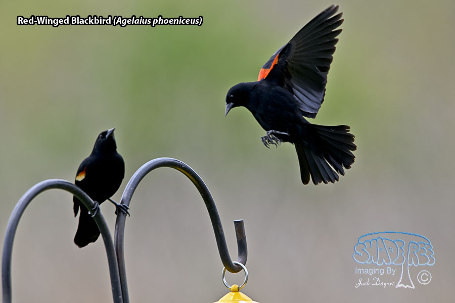 Red-Winged Blackbird - Agelaius phoeniceus