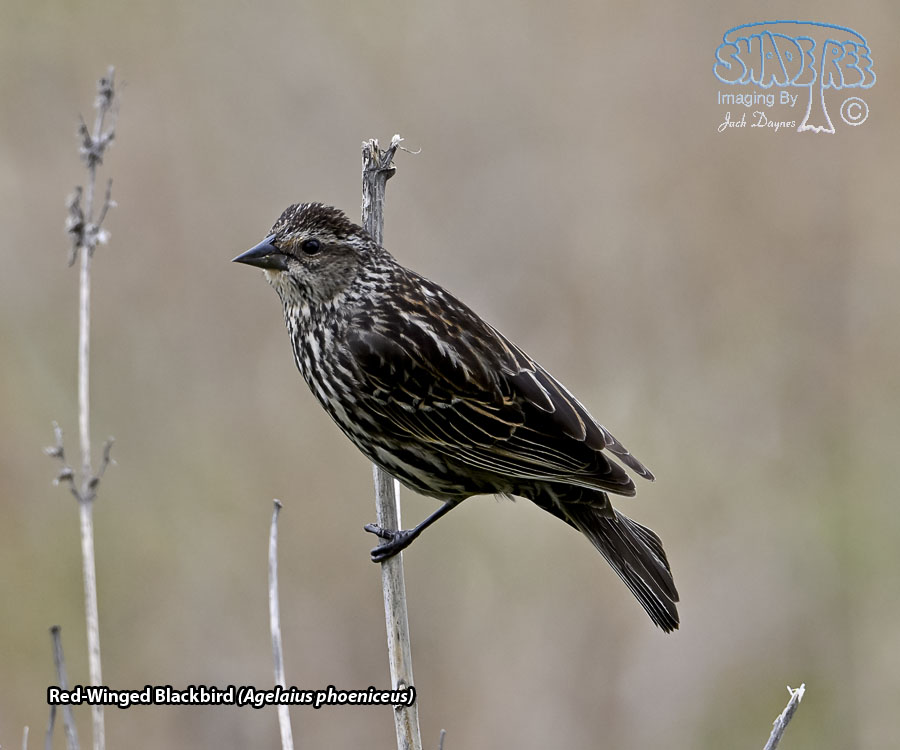 Red-Winged Blackbird - Agelaius phoeniceus