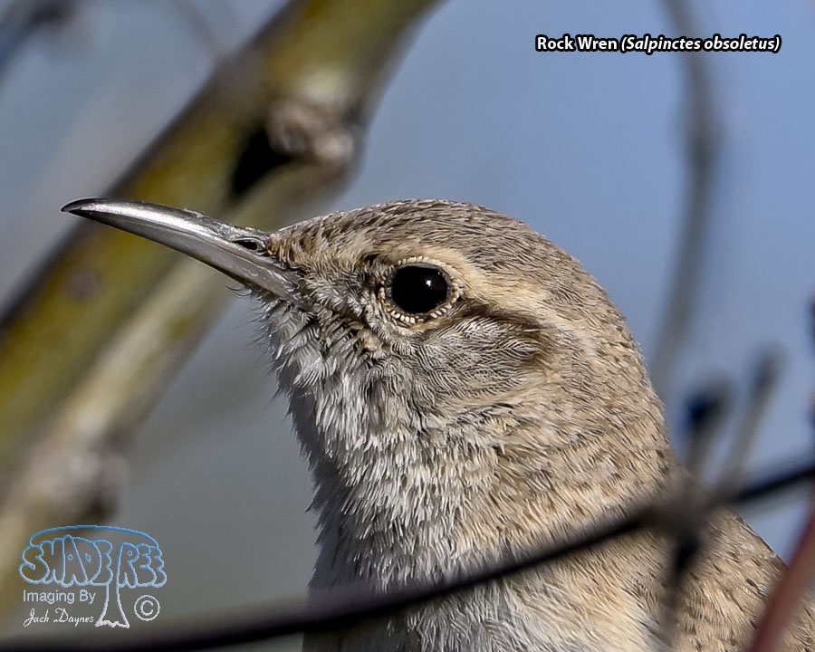 Rock Wren - Salpinctes obsoletus