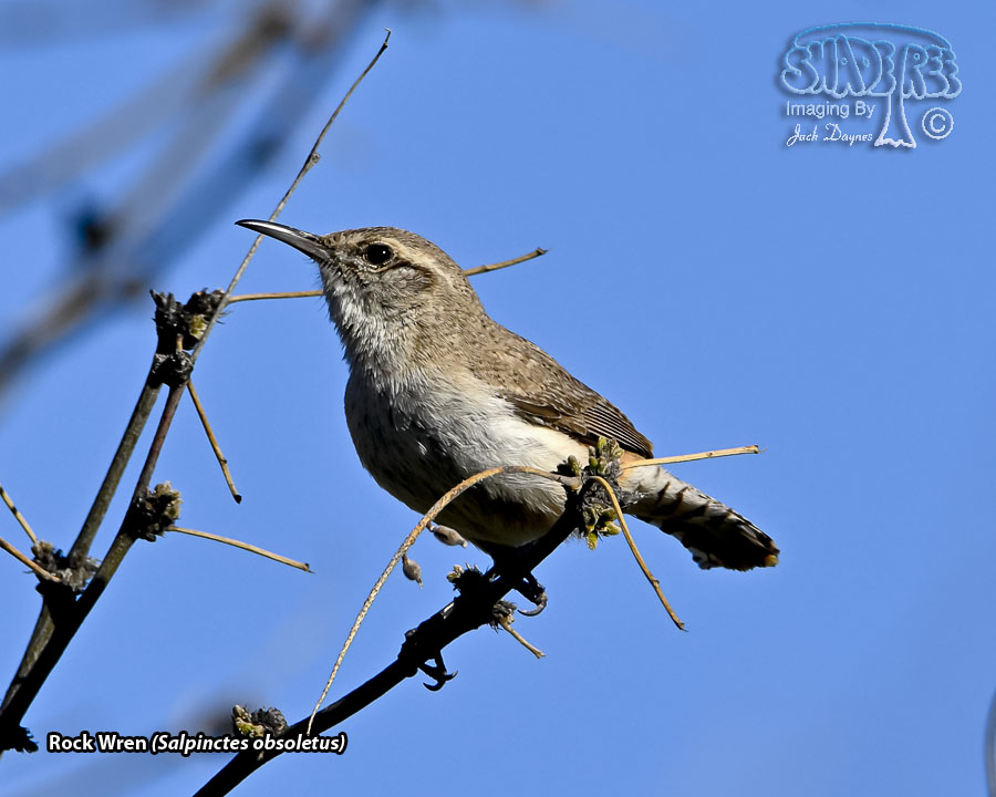 Rock Wren - Salpinctes obsoletus