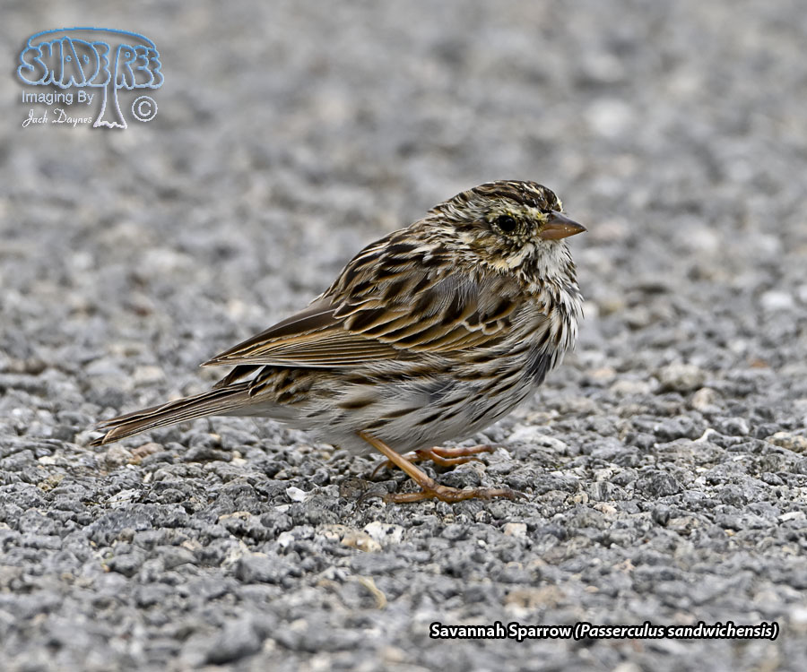 Savannah Sparrow - Passerculus sandwichensis