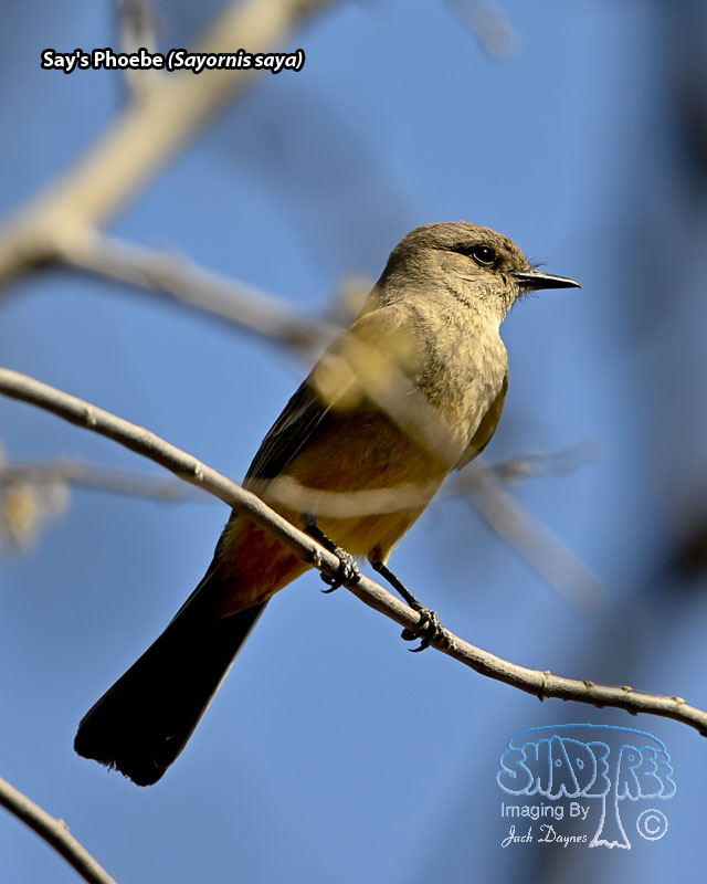Say's Phoebe - Sayornis saya