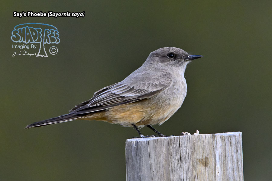 Say's Phoebe - Sayornis saya