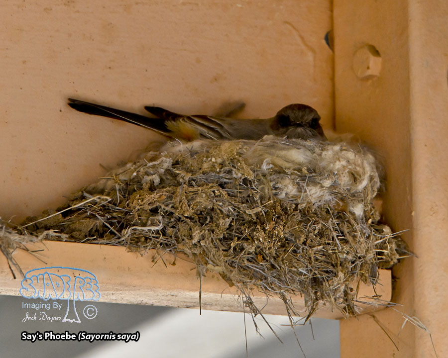 Say's Phoebe - Sayornis saya