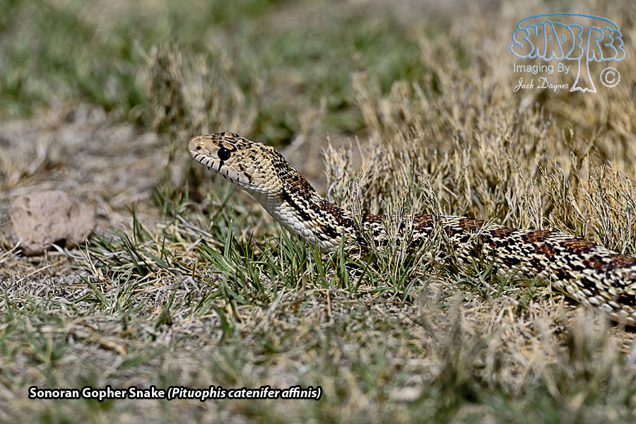 Sonoran Gopher Snake - Pituophis catenifer affinis