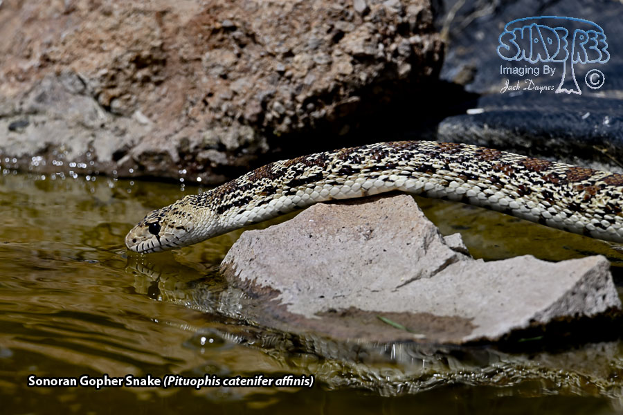 Sonoran Gopher Snake - Pituophis catenifer affinis