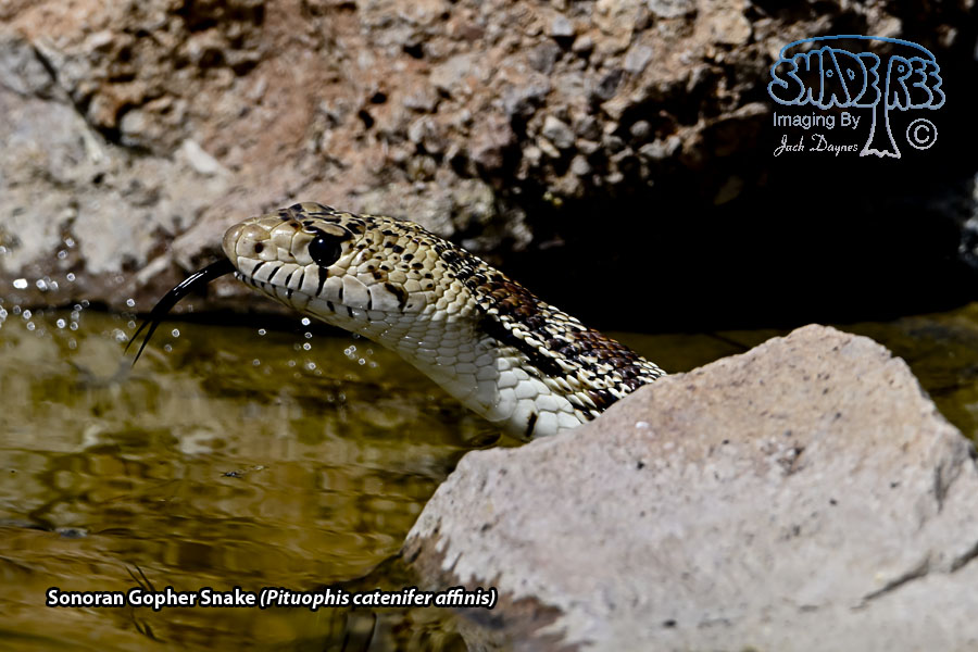 Sonoran Gopher Snake - Pituophis catenifer affinis