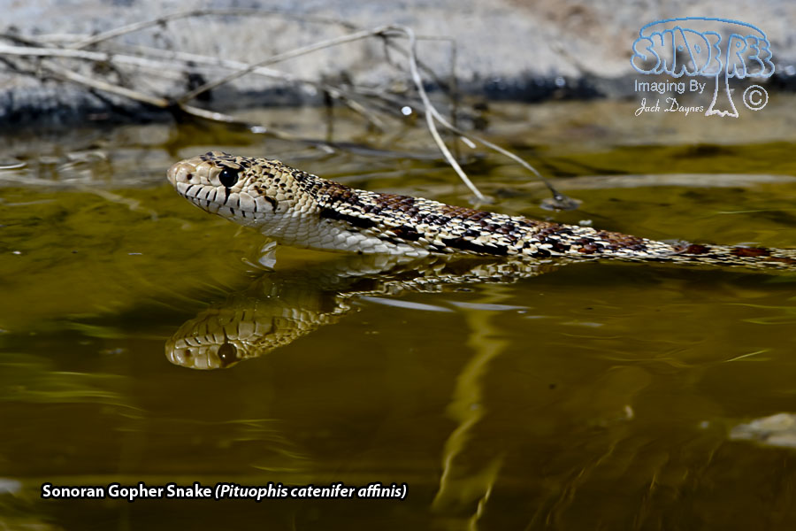 Sonoran Gopher Snake - Pituophis catenifer affinis