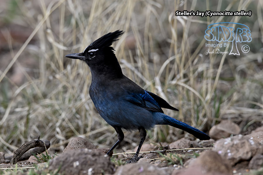 Steller's Jay - Cyanocitta stelleri