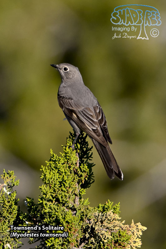 Townsend's Solitaire - Myadestes townsendi
