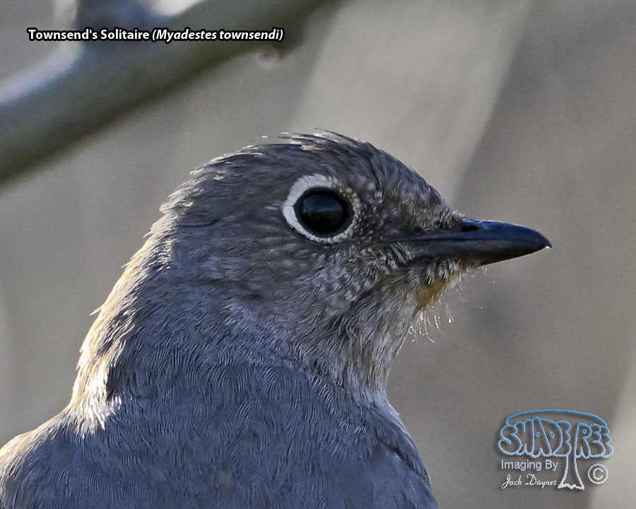 Townsend's Solitaire - Myadestes townsendi