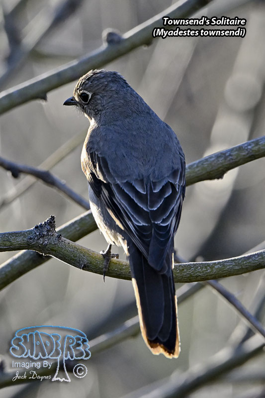 Townsend's Solitaire - Myadestes townsendi