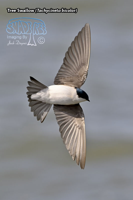 Tree Swallow - Tachycineta bicolor