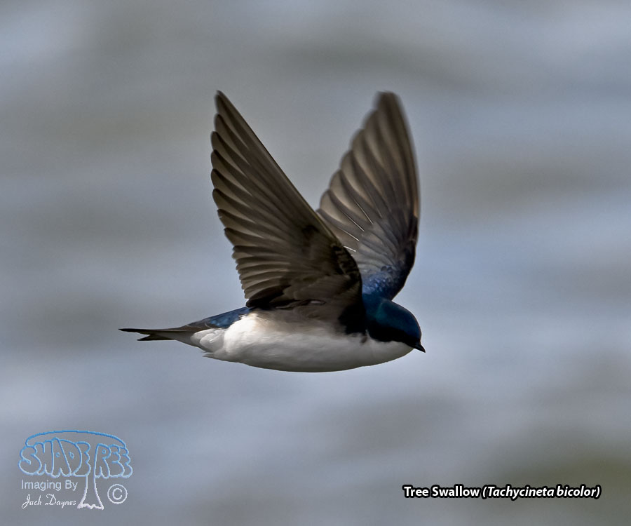 Tree Swallow - Tachycineta bicolor