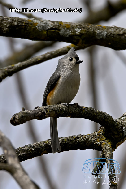 Tufted Titmouse - Baeolophus bicolor