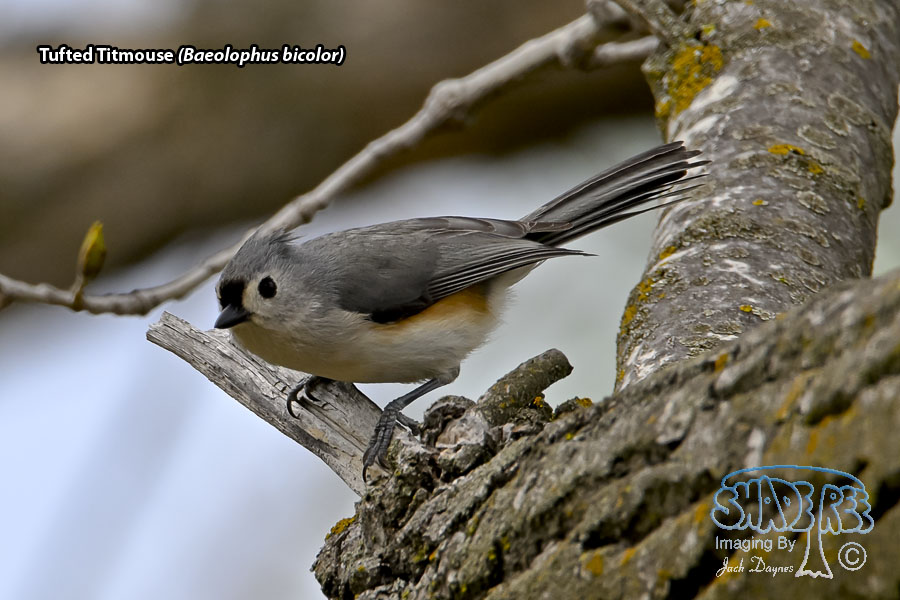 Tufted Titmouse - Baeolophus bicolor