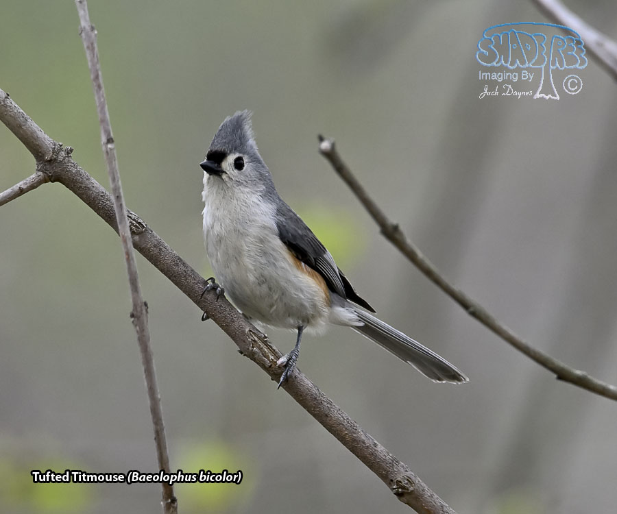 Tufted Titmouse - Baeolophus bicolor