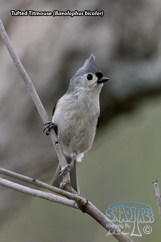 Tufted Titmouse - Baeolophus bicolor