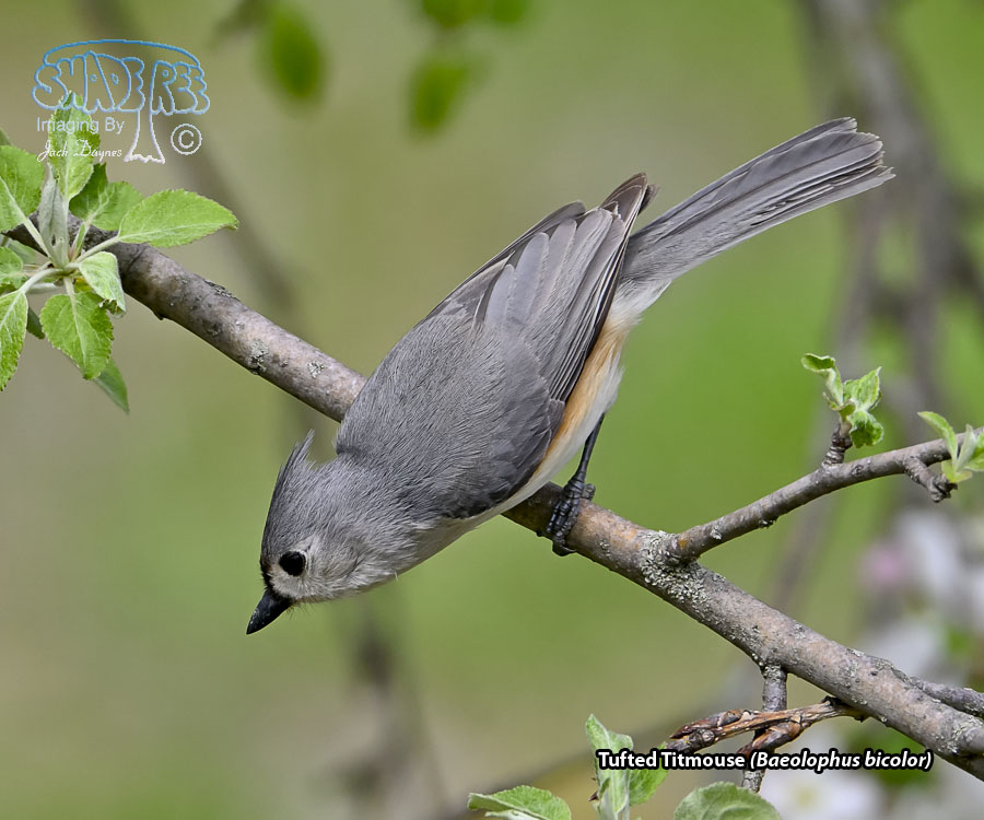 Tufted Titmouse - Baeolophus bicolor