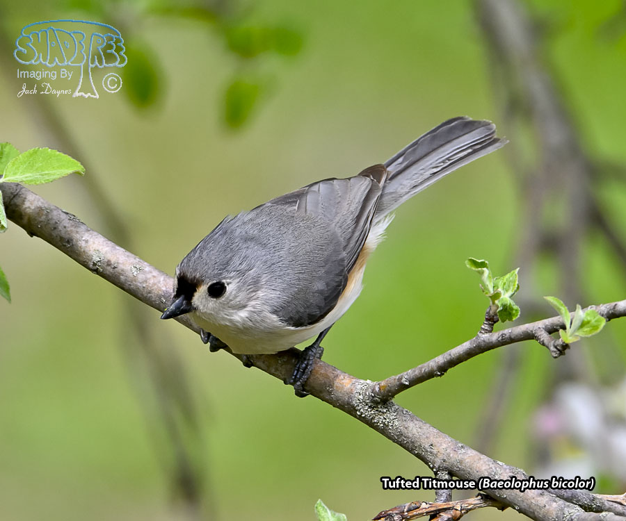 Tufted Titmouse - Baeolophus bicolor