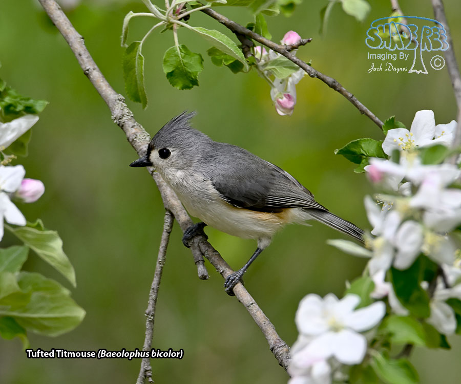 Tufted Titmouse - Baeolophus bicolor