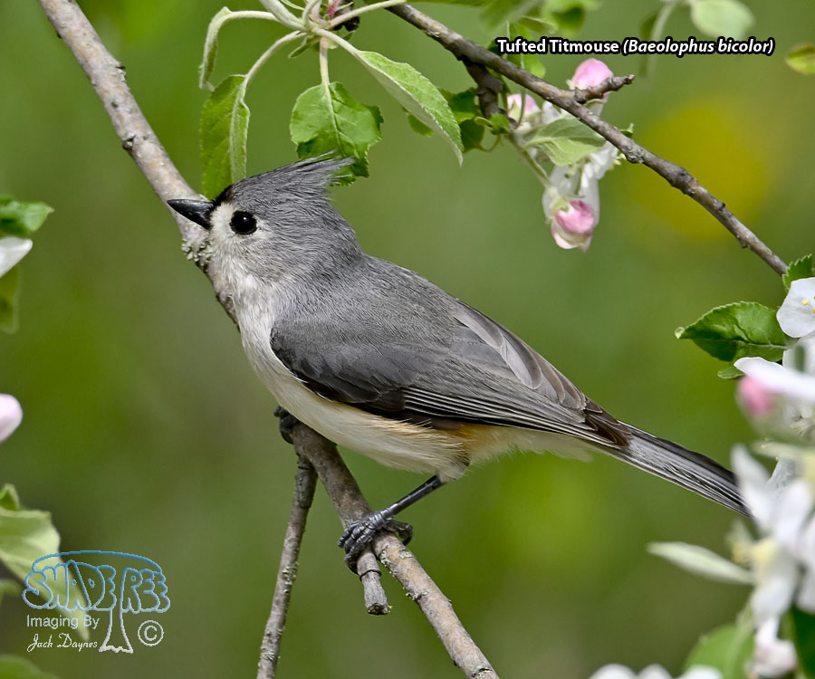 Tufted Titmouse - Baeolophus bicolor