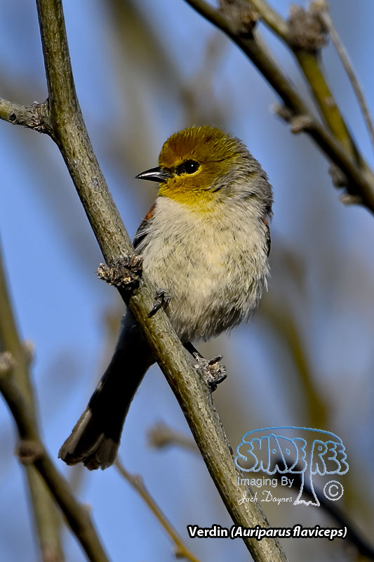 Verdin - Auriparus flaviceps
