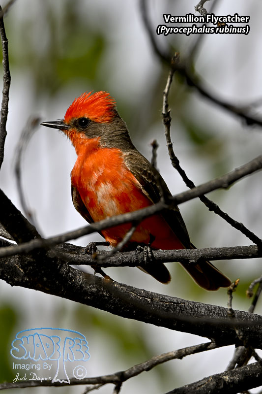 Vermilion Flycatcher - Pyrocephalus rubinus