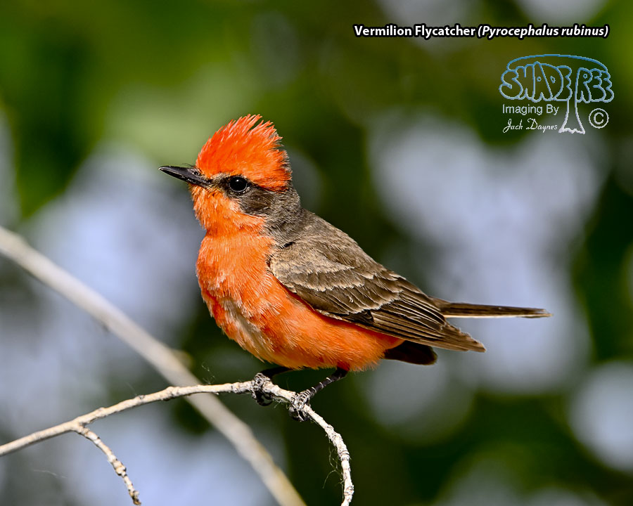 Vermilion Flycatcher - Pyrocephalus rubinus