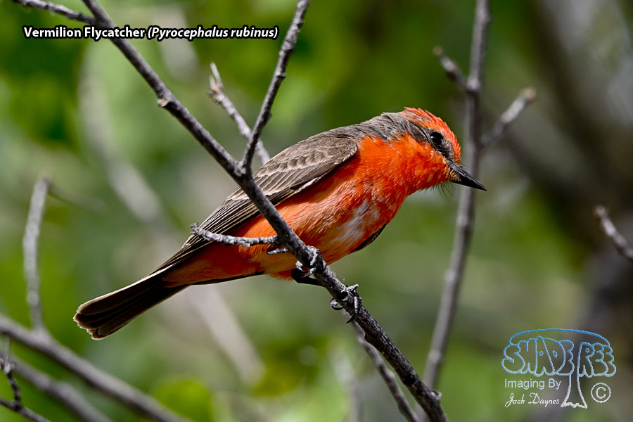 Vermilion Flycatcher - Pyrocephalus rubinus