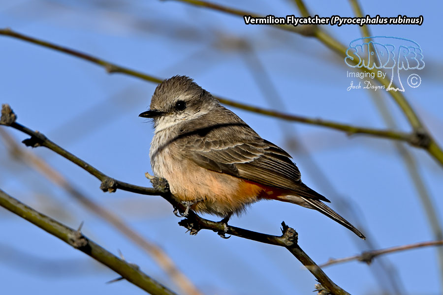 Vermilion Flycatcher - Pyrocephalus rubinus